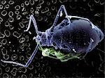 High vacuum SEM image of plant louse and small ant