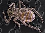 High vacuum SEM image of plant lice