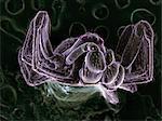 High vacuum SEM image of very small spider (frontal view)