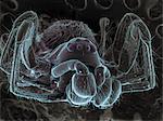 High vacuum SEM image of very small spider (frontal view larger magnification)