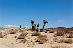 Joshua tree, Red Rock Canyon state park, Cantil, California, USA