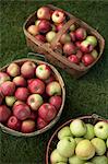 Fresh apple harvest