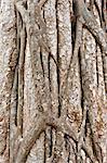 Trunk of tropical tree, close-up, Siem Reap, Cambodia     , Vietnam