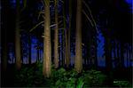 Trees in forest at night