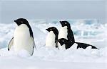 Adelie penguins on the ice floe in the southern ocean, 180 miles north of East Antarctica, Antarctica