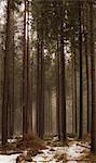 Fir tree forest in winter, Spindleruv Mlyn, Czech Republic