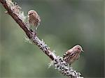 Two Pine Siskins, Carduelis pinus, Forest Knolls, California, USA