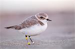 Charadrius alexandrinus, Snowy Plover, kentish plover, San Francisco, California, USA