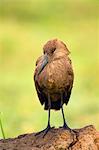 Hamerkop (Scopus umbretta), Lake Nakuru National Park, Kenya, Africa