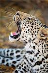 Close up of Leopard (Panthera pardus), Mashatu game reserve, Botswana, Africa