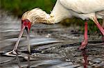 African Spoonbill (Platalea alba) searching for food, Lake Nakuru National Park, Kenya, Africa