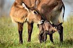 Mother and juvenile waterbuck (Kobus ellipsiprymnus), Lake Nakuru National Park, Kenya, Africa