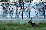 Male Waterbuck (Kobus ellipsiprymnus), Lake Nakuru National Park, Kenya, Africa