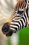 Close up portrait of burchells zebra (Equus burchelli), Lake Nakuru National Park, Kenya, Africa