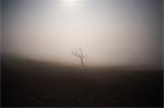 Solitary bare tree in misty ploughed field