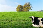 A cow in pasture in the Mullerthal, the part of Luxembourg that is called 'little swiss', Beaufort, Eppeldorf, Diekirch, Luxembourg