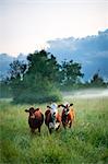 Three cows side by side in field