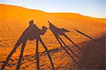 Shadows of camels on desert