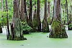 Bald cypresses on swamp, North Carolina, USA