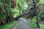 Fallen tree above footpath