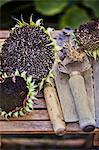 Sunflowers and garden tools