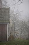 Building and trees in fog