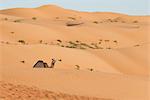 Camel on desert