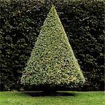 Topiary