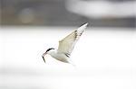 Arctic tern, Norway.