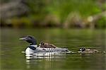 Common loon (Gavia immer) adult and two chicks, Lac Le Jeune Provincial Park, British Columbia, Canada, North America