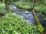 Wild garlic, on the way to Janet's Foss, Malham, Yorkshire Dales National Park, Yorkshire, England, United Kingdom, Europe