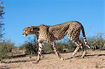 Cheetah (Acinonyx jubatus), Kgalagadi Transfrontier Park, Northern Cape, South Africa, Africa