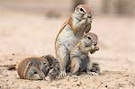 Ground squirrels (Xerus inauris), Kgalagadi Transfrontier Park, Northern Cape, South Africa, Africa