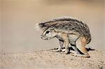 Ground squirrel (Xerus inauris) young, Kgalagadi Transfrontier Park, Northern Cape, South Africa, Africa