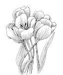 Hand drawn decorative tulips isolated on white. Ink sketch
