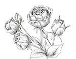 Highly detailed hand drawn roses isolated on white