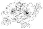 Briar. Wild rose isolated on white. Hand drawn illustration
