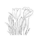 Hand drawn crocus flowers. Elegant vintage card. Vector illustration.