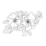 Briar. Wild rose isolated on white. Hand drawn illustration. Vector. Hand drawn artwork. Love concept for wedding invitations, cards, tickets, congratulations, branding, boutique logo, label.