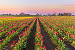 Tulip Field in Bloom at Sunrise during Springtime festival in Woodburn Oregon