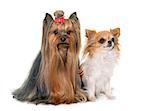 adult yorkshire terrier and chihuahua in front of white background