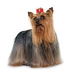 adult yorkshire terrier in front of white background