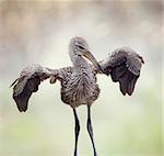 Young Limpkin in Florida Wetlands