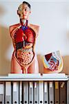 Photo of a human anatomical models on a shelf in a classroom.