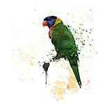 Digital Painting of  Rainbow Lorikeet