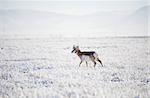 Young pronghorn antelope buck walking on the prairie in wintertime with all the prairie grasses covered in a thick hoar frost. Canyon Ferry, Montana