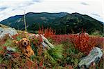 Large male golden retriever laying down on a high mountain peak in a super wide angle fish eye lens landscape. Dog is grinning into the camera and is laying next to rusty red colored brush with bear grass and rocks. Steep mountainous background on a cloudy fall day.