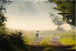 Female Fallow Deer (Cervus dama) in Summer, Hesse, Germany