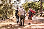 Rear view of four men hiking in forest, Deer Park, Cape Town, South Africa