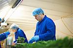 Workers on production line wearing hair nets packaging vegetables